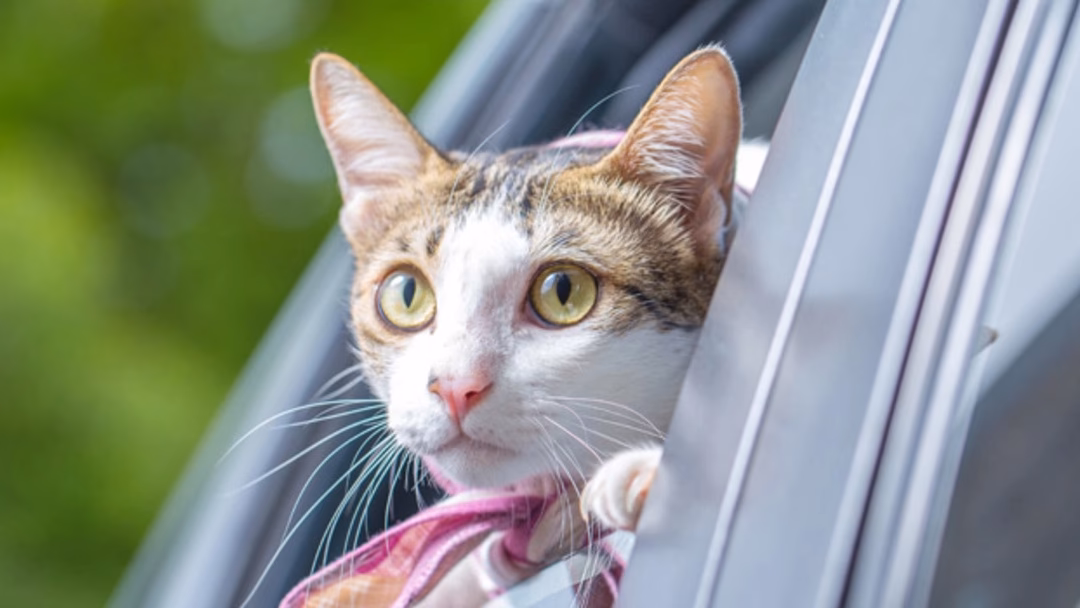 ¿Qué significa cuando los gatos corren delante de tu coche?