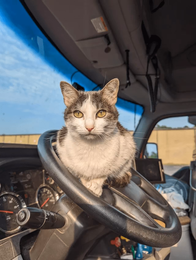 ¿Qué pasa cuando los gatos se acercan mucho a una persona?