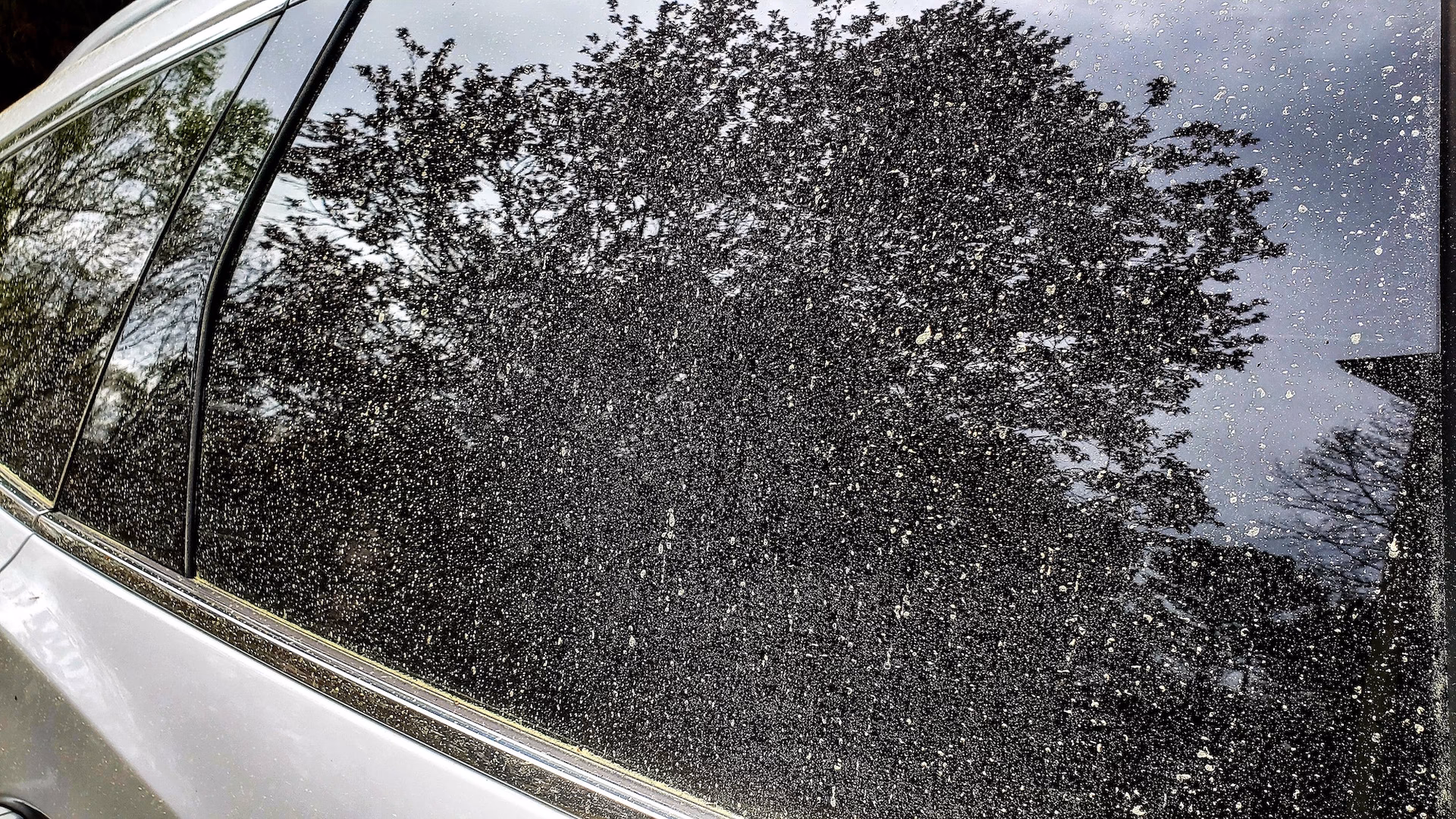 ¿Cómo se llama el líquido pegajoso de los árboles?