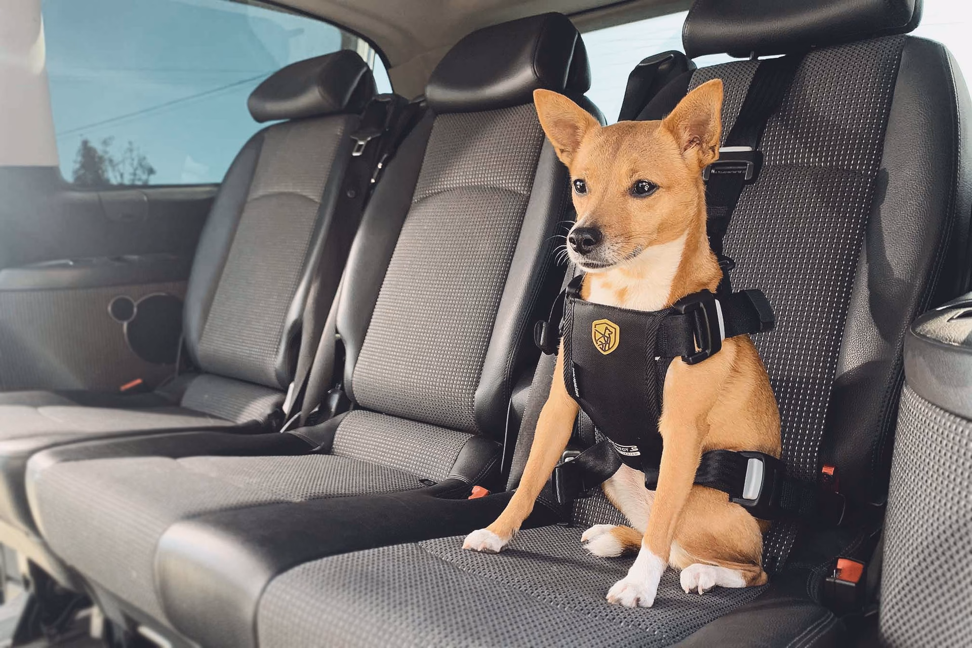 ¿Cuál és la mejor correa para perros que tiran?