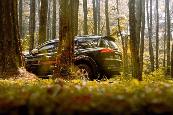 ¿Puedes conducir un coche en el bosque?