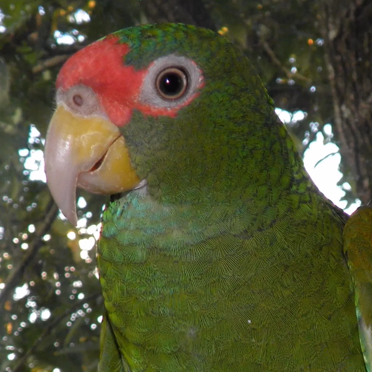 What is the code for the parrot Bluetooth car?