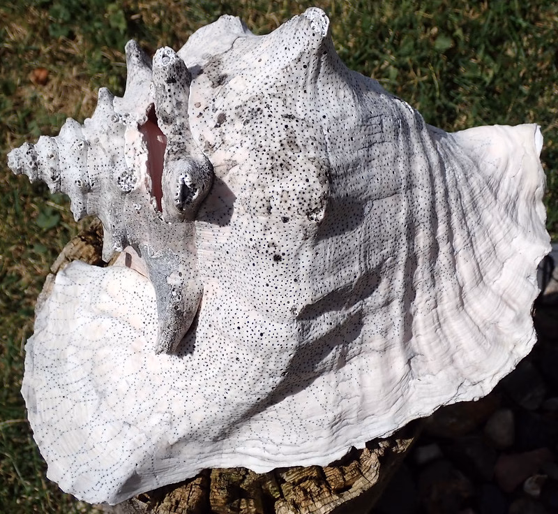 How rare is a queen conch?