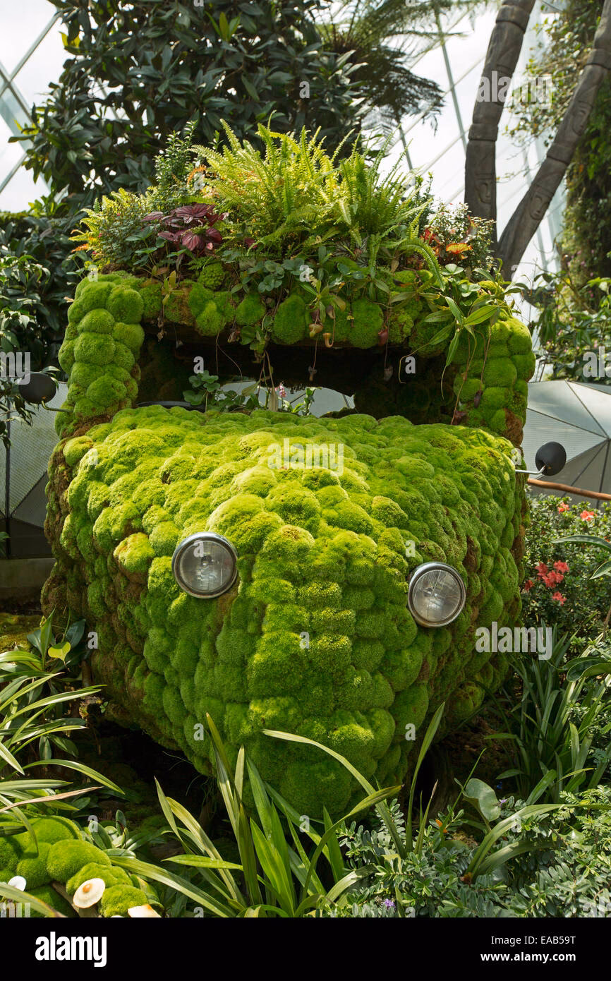 Do macho ferns clean the air?