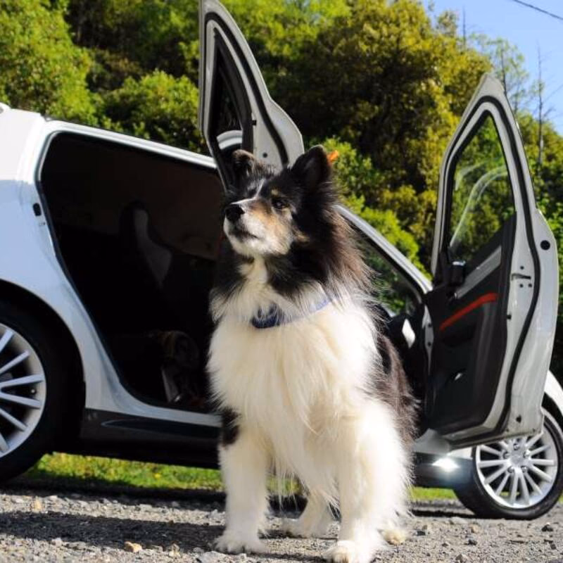 ¿Qué hacer para que mi perro no vomite en el carro?