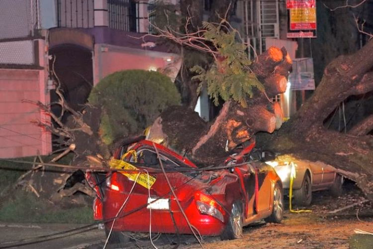 ¿Qué pasa si un árbol cae en mi coche CDMX?