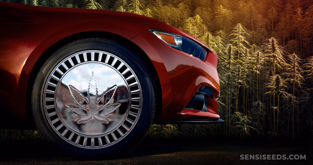 ¿Cuánto tiempo tarda el cannabis en crecer?