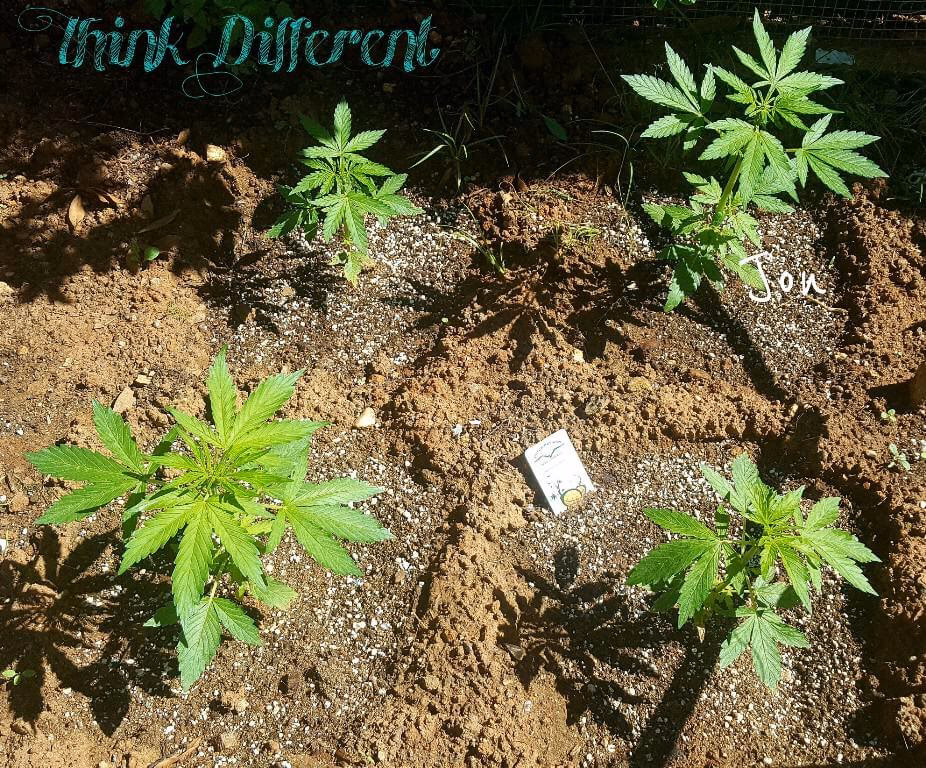 ¿Cuánto tiempo tarda el cannabis en crecer?