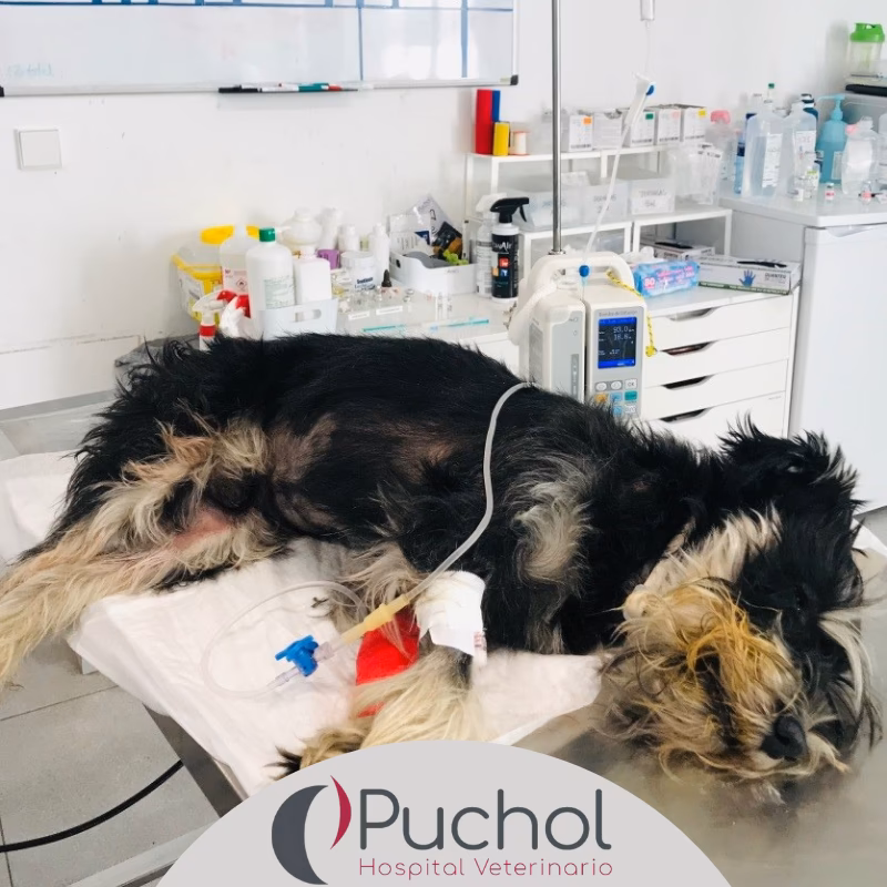 ¿Qué provoca un paro respiratorio en perros?