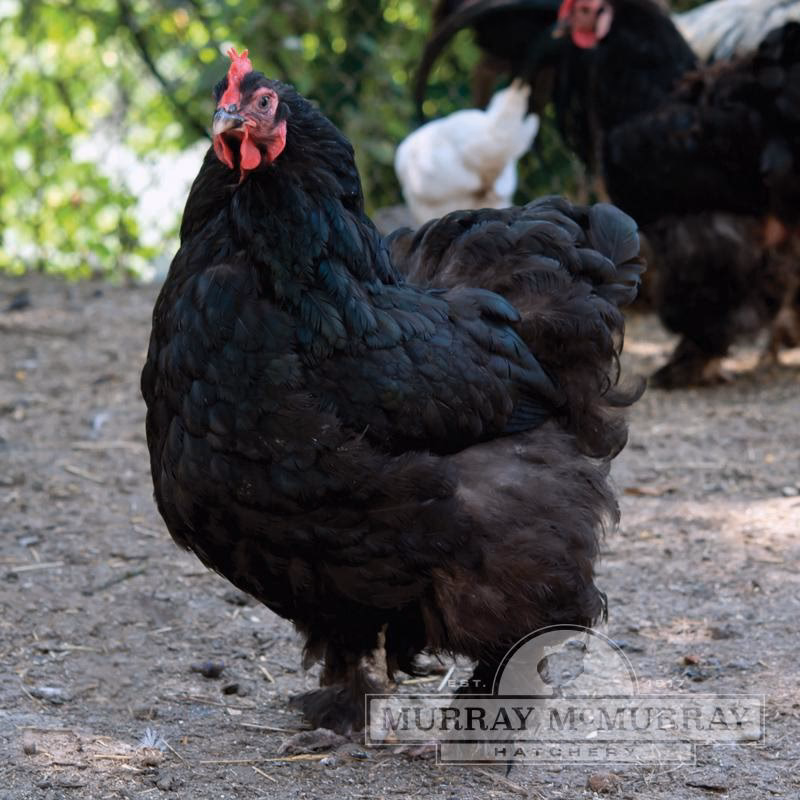 Where did Cochins originate?