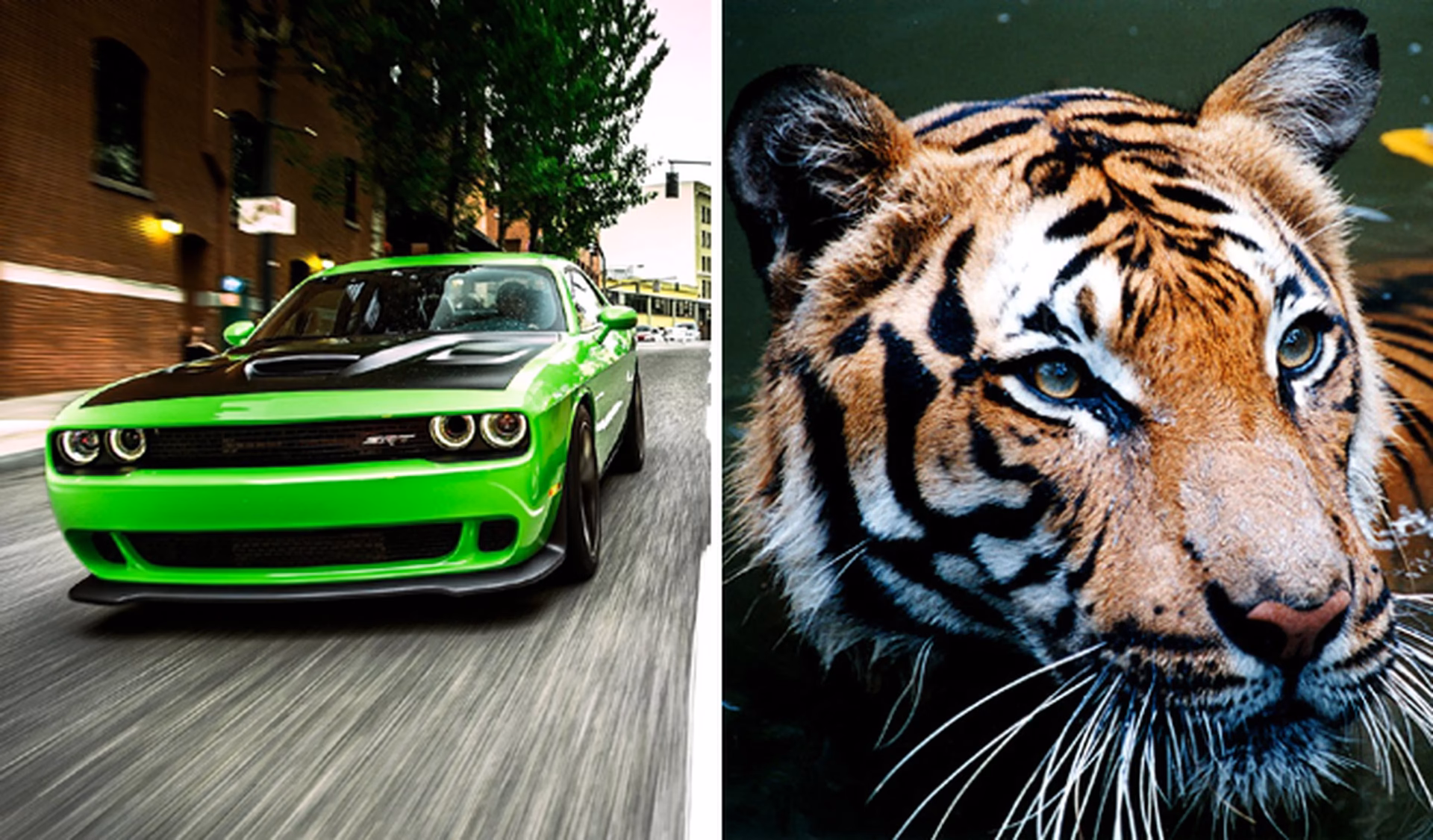 ¿Puede un tigre correr tan rápido como un coche?