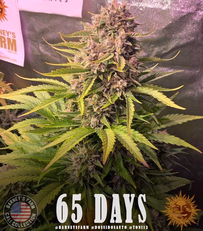 What is a do si dos strain good for?