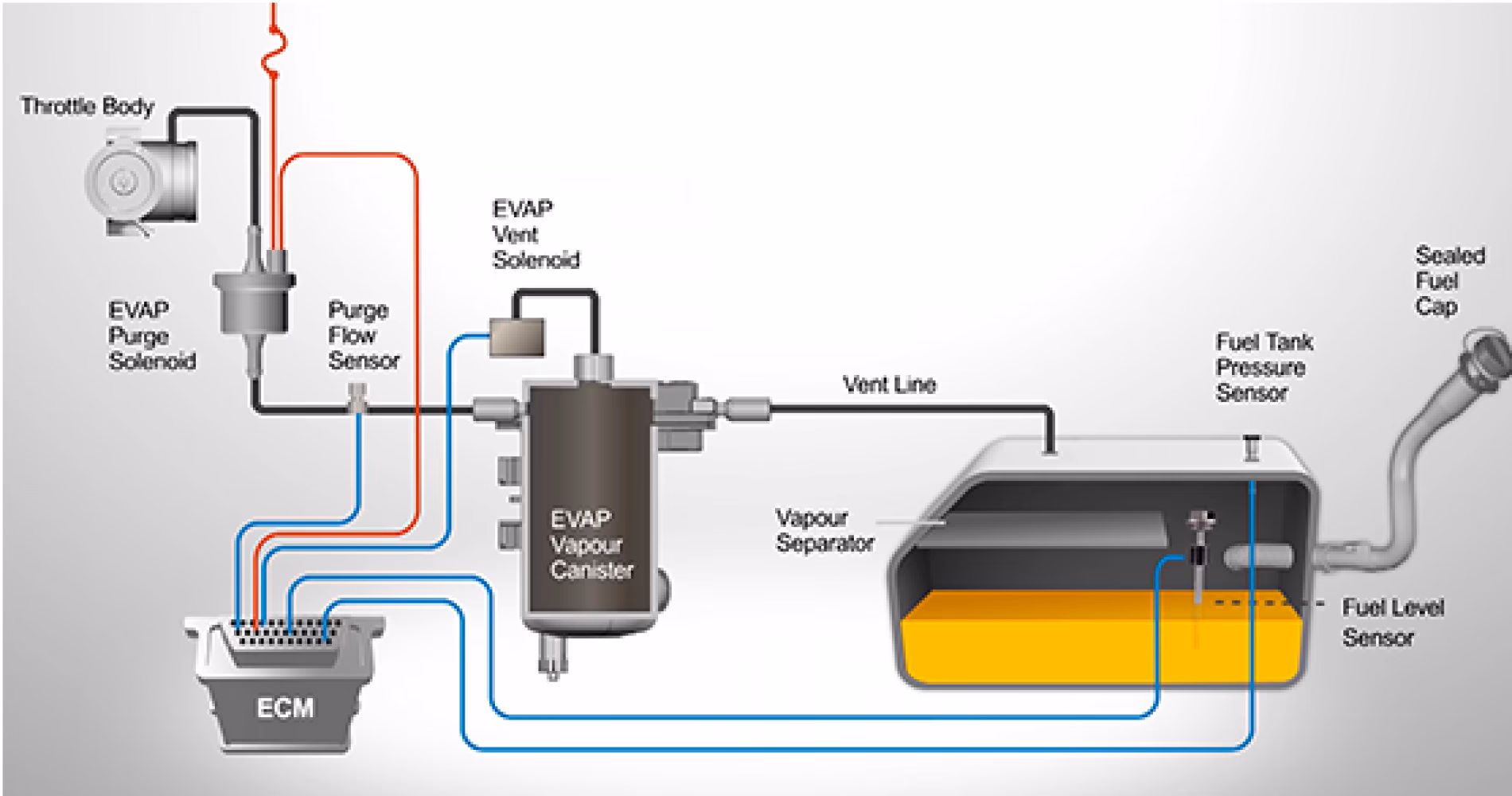 ¿Qué pasa si no funciona el canister?