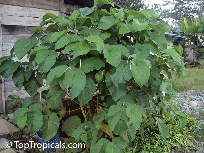 Is kava considered a drug?
