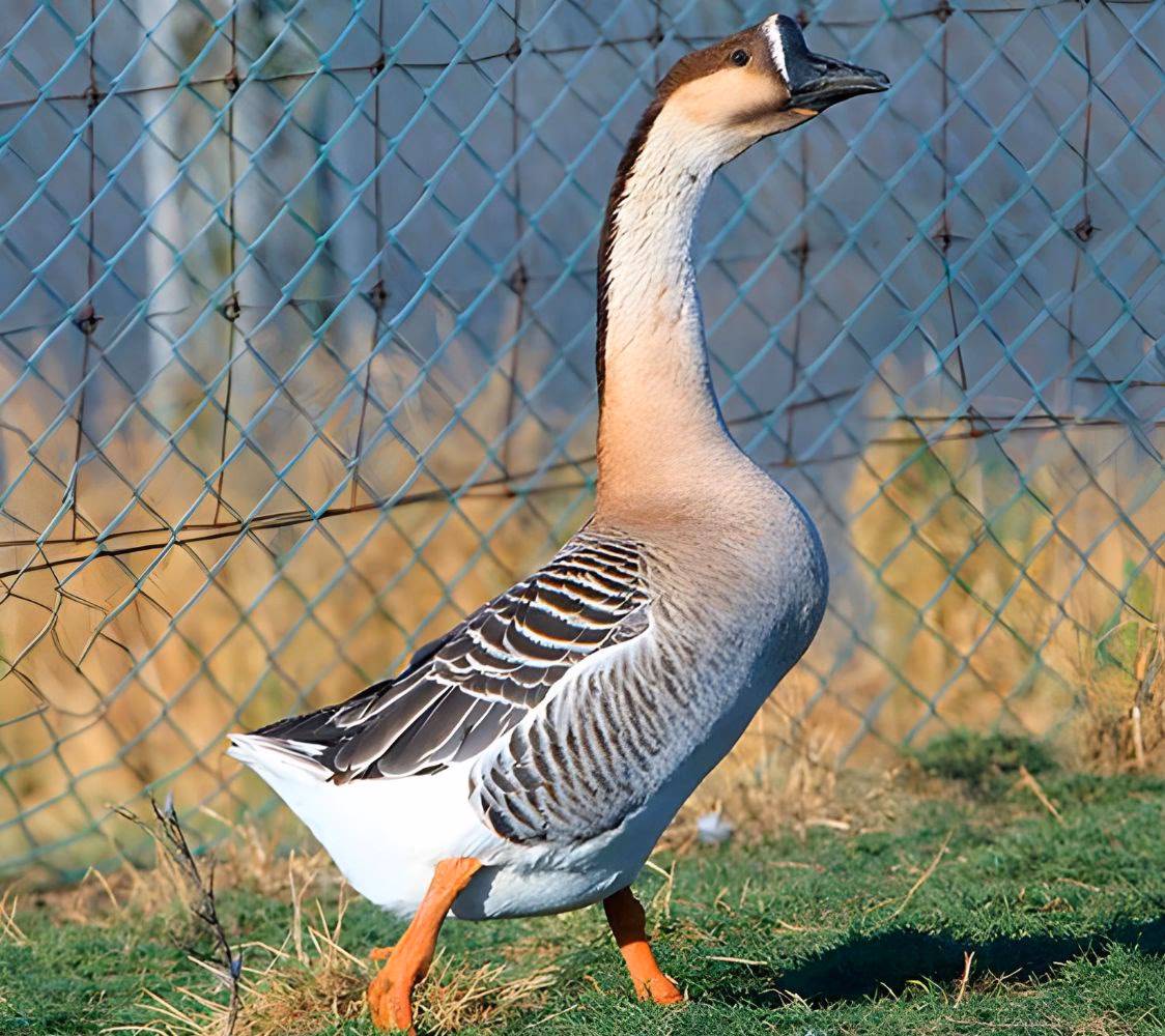 ¿Qué precio tiene la oca?