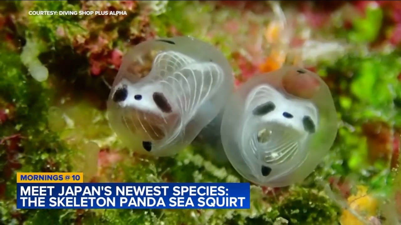 What is the panda of the sea?
